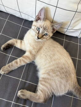 Rescue Siamese Cats for Adoption in Los Angeles, California - Lychee | PetCurious