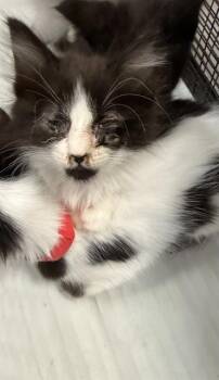 Domestic Short Hair Cats Available for Adoption in Doral, Florida - BUTTERS | PetCurious