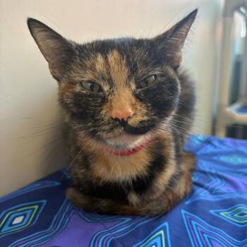 Tuna -  Domestic Short Hair Cat for Adoption in Chicago, Illinois - Tuna | PetCurious