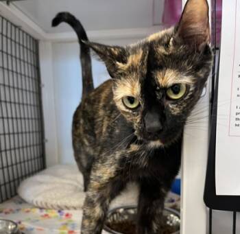 Rescue Domestic Short Hair Cats for Adoption in Carrollton, Texas - Fantomah | PetCurious