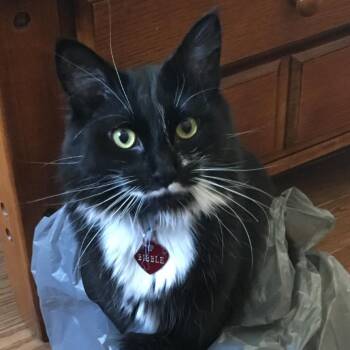 Domestic Long Hair Cats Available for Adoption in Drumheller, Alberta - Bibble | PetCurious