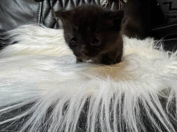 Rescue Domestic Short Hair Cats for Adoption in Wyoming, Michigan - Andrew | PetCurious