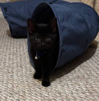 Rescue Domestic Short Hair Cats for Adoption in Breinigsville, Pennsylvania - Jett | PetCurious