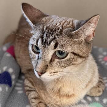 Garden Nymph -  Domestic Short Hair Cat for Adoption in Austin, Texas - Garden Nymph | PetCurious