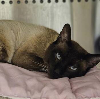 Domestic Short Hair and Siamese Cats Available for Adoption in Oakland, California - The King | PetCurious