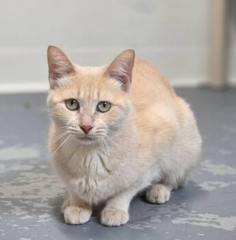 Mama -  Domestic Short Hair Cat for Adoption in Shelby, Michigan - Mama | PetCurious