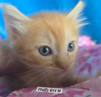 Chestnut -  Maine Coon and Domestic Long Hair Cat for Adoption in New Braunfels, Texas - Chestnut | PetCurious