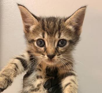 Rhinestone -  Domestic Short Hair Cat for Adoption in Oakland, California - Rhinestone | PetCurious