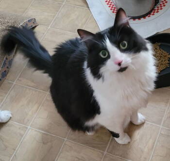 Rescue Domestic Long Hair and Maine Coon Cats for Adoption in Battle Ground, Washington - Gravy | PetCurious