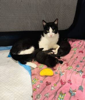 Maegan -  Domestic Short Hair and Tuxedo Cat for Adoption in Walled Lake, Michigan - Maegan | PetCurious