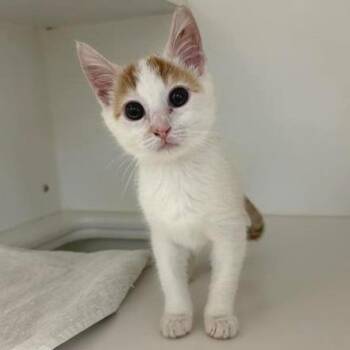 Cholula -  Domestic Medium Hair Cat for Adoption in Phoenix, Arizona - Cholula | PetCurious