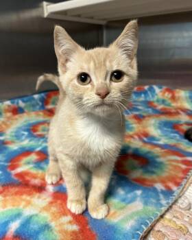 Sister Rosetta (with Tail Tucked) -  Domestic Short Hair Cat for Adoption in Richmond, Virginia - Sister Rosetta (with Tail Tucked) | PetCurious