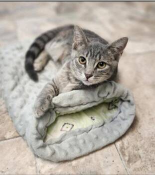 Elsa -  Domestic Short Hair Cat for Adoption in San Jacinto, California - Elsa | PetCurious