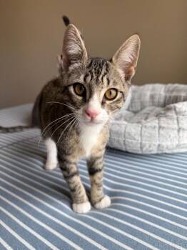 Michael Phelps -  Domestic Short Hair Cat for Adoption - Michael Phelps | PetCurious