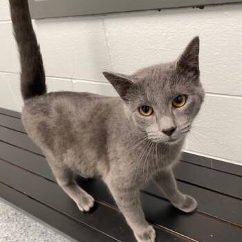 Rescue Domestic Short Hair Cats for Adoption in Dayton, Ohio - Silver | PetCurious