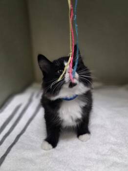 Stanford -  Domestic Long Hair and Domestic Short Hair Cat for Adoption in Westland, Michigan - Stanford | PetCurious