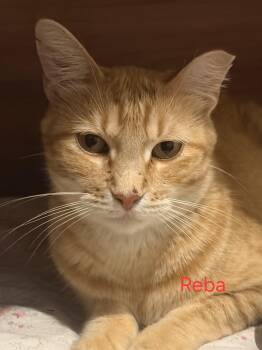 Reba -  Tabby and Domestic Short Hair Cat for Adoption in Las Cruces, New Mexico - Reba | PetCurious