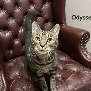 Odysseus Special FIV Fee AVO -  Domestic Short Hair Cat for Adoption - Odysseus Special FIV Fee AVO | PetCurious