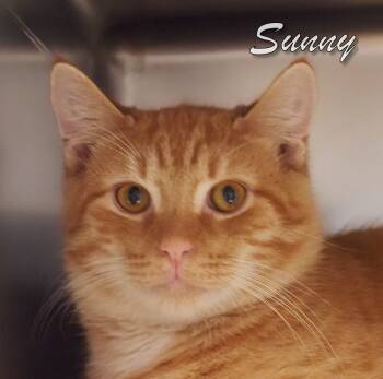 Rescue Domestic Short Hair Cats for Adoption in Middle Township, New Jersey - Sunny | PetCurious