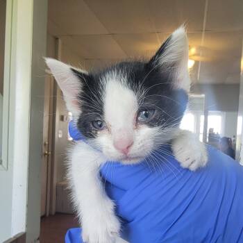 Rescue Domestic Short Hair Cats for Adoption in Troy, Illinois - Zero | PetCurious