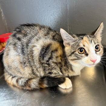 TUSC-Stray-85875 -  Domestic Short Hair Cat for Adoption in Tuscaloosa, Alabama - TUSC-Stray-85875 | PetCurious