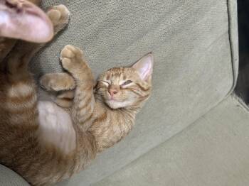 Rescue Domestic Short Hair Cats for Adoption in Roseville, Minnesota - Penelope Grace | PetCurious