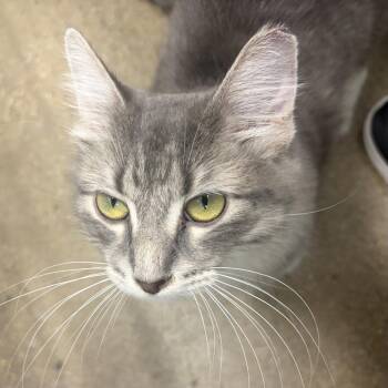 Augusta -  Domestic Medium Hair Cat for Adoption in Skokie, Illinois - Augusta | PetCurious