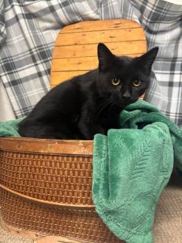 Tracy -  Domestic Short Hair Cat for Adoption in Algona, Iowa - Tracy | PetCurious