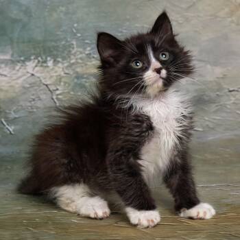 Fig - Quirky Busy Bee - Coming Soon -  Domestic Long Hair Cat for Adoption in League City, Texas - Fig - Quirky Busy Bee - Coming Soon | PetCurious
