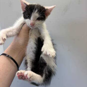 Domestic Short Hair Cats Available for Adoption in Columbiana, Alabama - Mr. Shoe | PetCurious