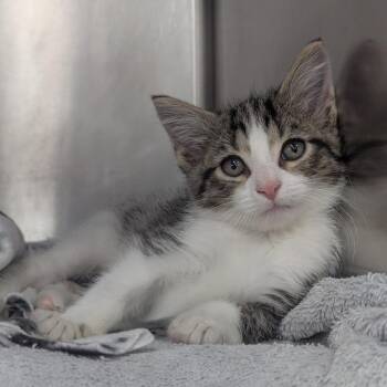 Rupert -  Domestic Short Hair Cat for Adoption in Evansville, Indiana - Rupert | PetCurious