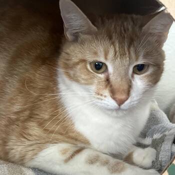 Tracer -  Domestic Short Hair Cat for Adoption in Reno, Nevada - Tracer | PetCurious