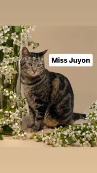 Tabby Cats Available for Adoption in Walnut Creek, California - Miss Juyon At Martinez Pet Food Express  May 2nd | PetCurious