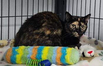 Domestic Short Hair Cats Available for Adoption - Butters | PetCurious