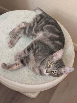 Gaia 2 -  Domestic Short Hair Cat for Adoption in Tucson, Arizona - Gaia 2 | PetCurious