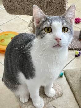 Tippy -  Domestic Short Hair Cat for Adoption in Lacon, Illinois - Tippy | PetCurious