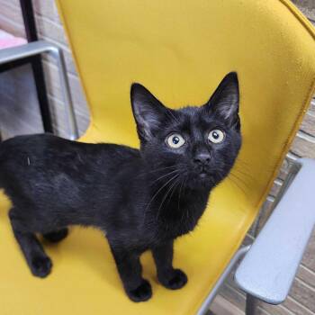Sentient Argentinian Goldfish -  Domestic Short Hair Cat for Adoption in Davenport, Iowa - Sentient Argentinian Goldfish | PetCurious
