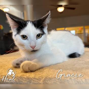 Gracie -  Domestic Short Hair Cat for Adoption in Youngwood, Pennsylvania - Gracie | PetCurious