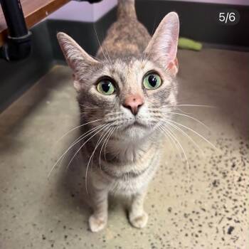 Leila -  American Shorthair Cat for Adoption in Bethel, Connecticut - Leila | PetCurious
