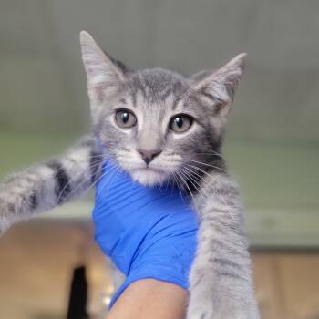 Rescue Domestic Short Hair Cats for Adoption in Troy, Illinois - Endless Pasta Bowl | PetCurious