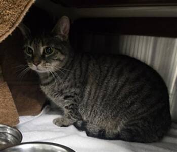 BITTY KITTY -  Domestic Short Hair Cat for Adoption in Derwood, Maryland - BITTY KITTY | PetCurious