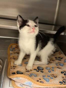 Glorpus -  Domestic Short Hair Cat for Adoption in Nacogdoches, Texas - Glorpus | PetCurious