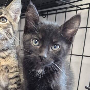 Jackpot -  Domestic Short Hair Cat for Adoption in Hattiesburg, Mississippi - Jackpot | PetCurious