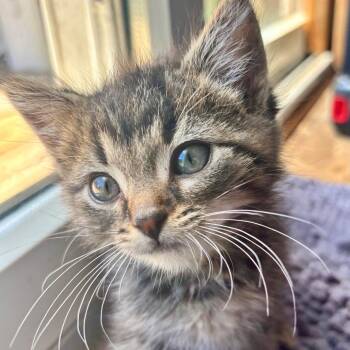 Axel C11251 -  Domestic Short Hair Cat for Adoption - Axel C11251 | PetCurious