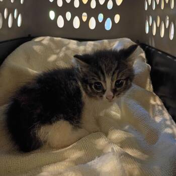 Domestic Short Hair Cats Available for Adoption in Lynchburg, Virginia - Thimble | PetCurious