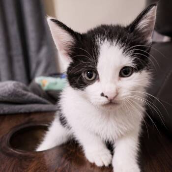 Moo -  Domestic Short Hair Cat for Adoption in Helena, Alabama - Moo | PetCurious