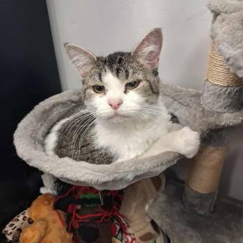 Rescue Domestic Short Hair Cats for Adoption in Roosevelt, Utah - Adira | PetCurious