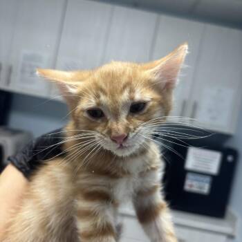 Domestic Short Hair Cats Available for Adoption in Riverside, California - Cheesecake | PetCurious