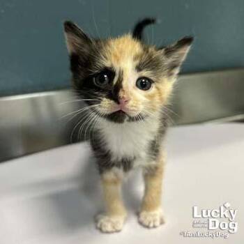 Bitty Lily -  Domestic Short Hair Cat for Adoption in Washington, District Of Columbia - Bitty Lily | PetCurious