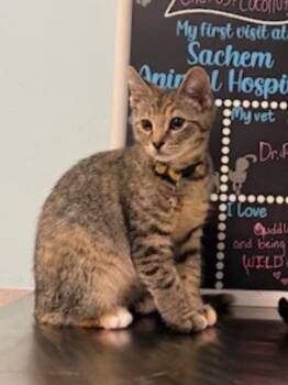 Cactus -  Domestic Short Hair Cat for Adoption in Lindenhurst, New York - Cactus | PetCurious